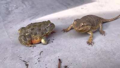 Fuck This Frog In Particular!