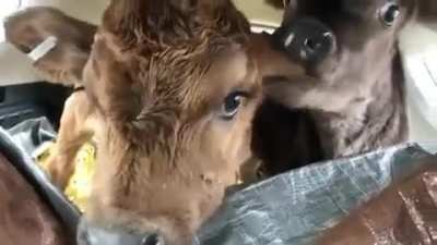 You don't only hear human mothers saying "Stop chewing your brother's ear!" 👂