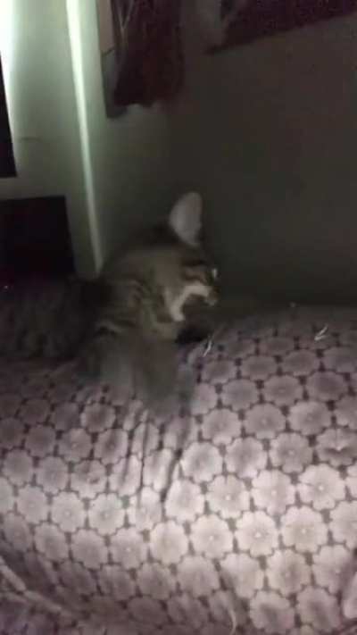 Kitten displays Dominance