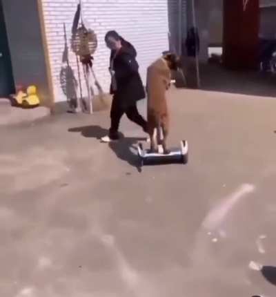 Don&rsquo;t worry the cat is ok
