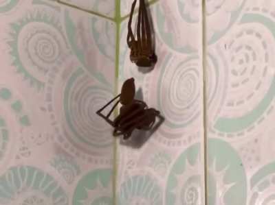 Cthulhu-Like Spider Molting