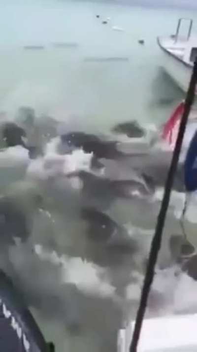 Looks like it's feeding time!