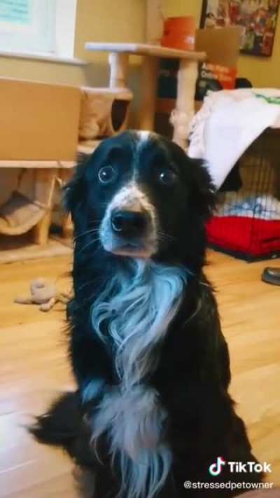 Is this how I was made? - dog