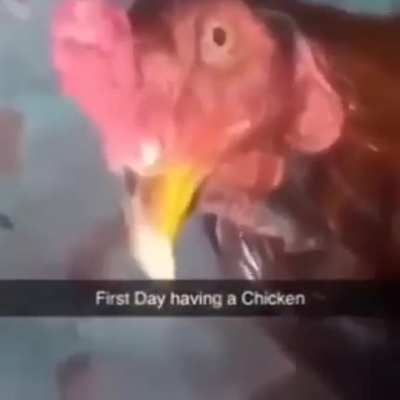 Chicken :D