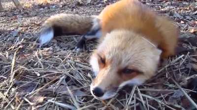 Foxy girl