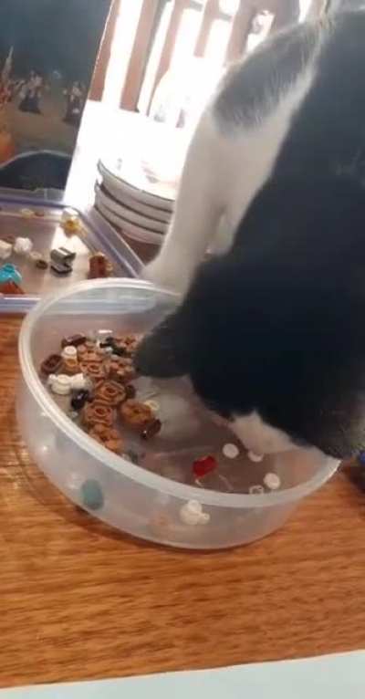We were building lego when my cat wanted to join