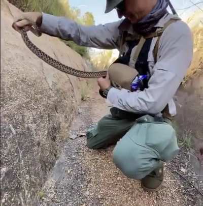 "Hey, check out this Gopher Snake we found hiking near Mexico."