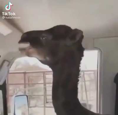 When you love your camel more than your friends