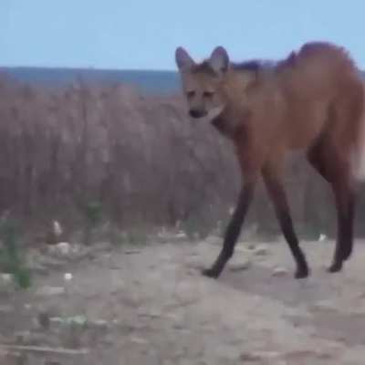 Stunning Maned Wolf