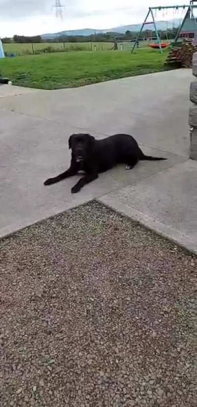 My dog Daisy...