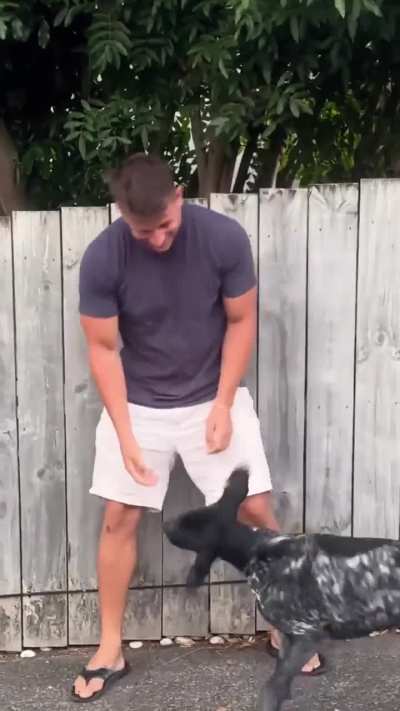 Dog recognizing their owner after 2 years away