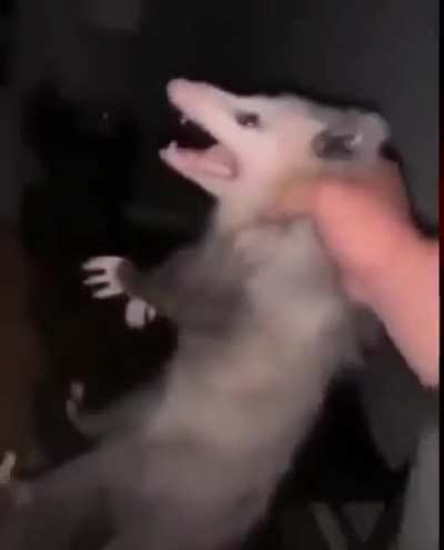 What type of dog is that?!