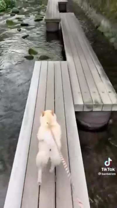 cachorro fazendo parkour