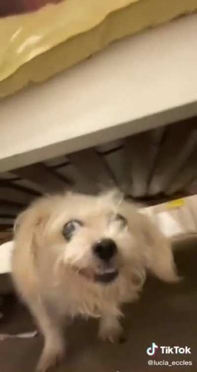 Adept shares a snap of xqc 😍