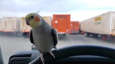 What&rsquo;d the truck ever do to you??