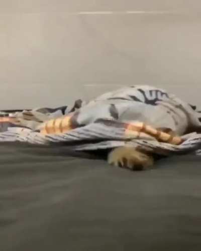 Beware the blanket monster