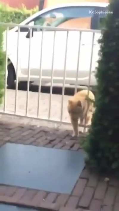 Do cat screams count