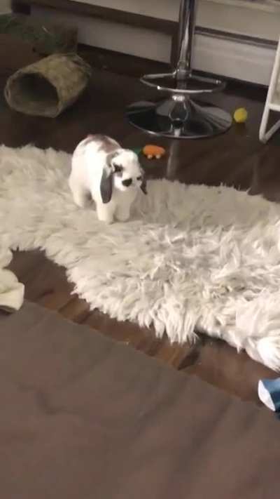 Why is he standing like that? He looks like a small dog