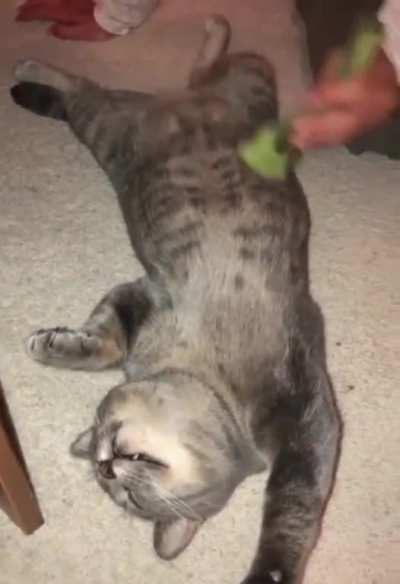 Brushy brushy