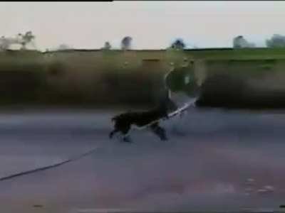 Doggo fun time