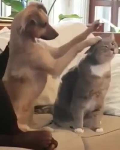 He&rsquo;s trying his best to learn how to pet the kitty.