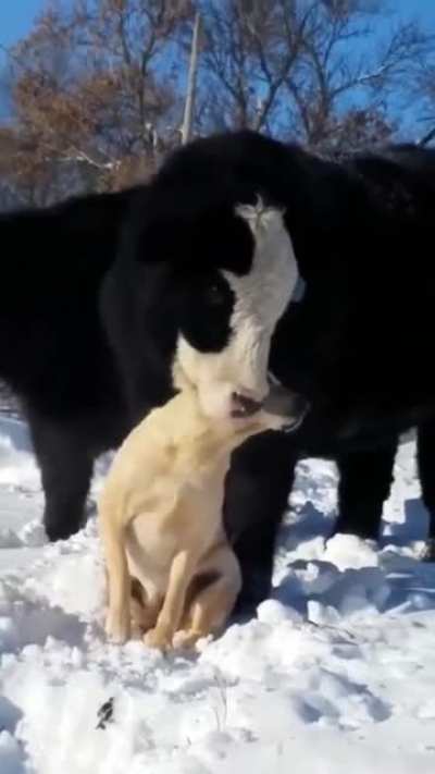 The best of friends.