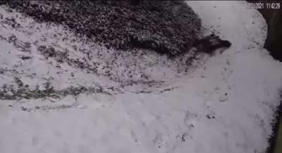 Pandas at the National Zoo in DC enjoying the snow