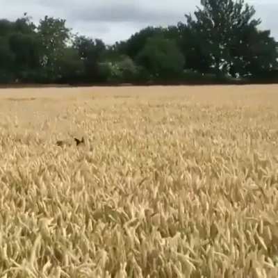 Pretty sure this pupper is part deer