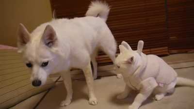 小猫打扮成兔兔的样子，狗都不跟她玩