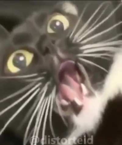 alimente o gato