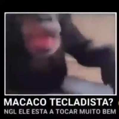 Macaco tecladista