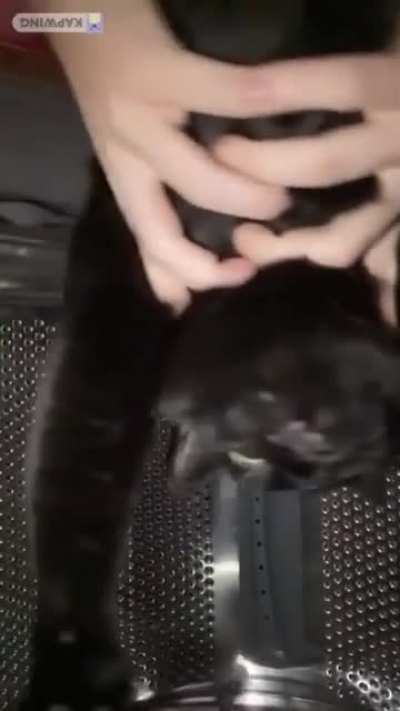 Interstellar Cat