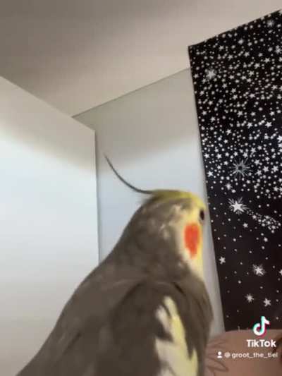 Here&rsquo;s Groot with some Cookie Song