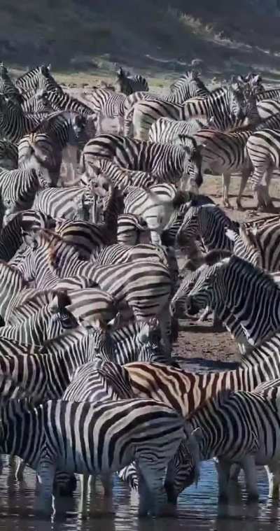 Zebras' stripes break up their outlines, making it hard for predators to single them out in the herd. It's difficult to spot the 2 individuals fighting before the elephant comes to break it up