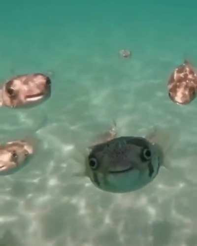 ◕‿◕