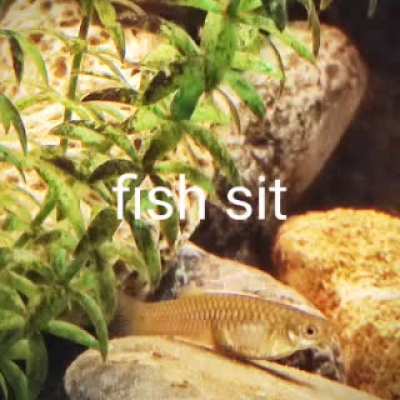 fish sit