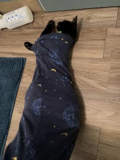 My cat insists on snuggling when I&rsquo;m on the toilet. Then he went in my pants and I had to shake him out 