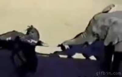elephant &amp;amp; ostrich go brr