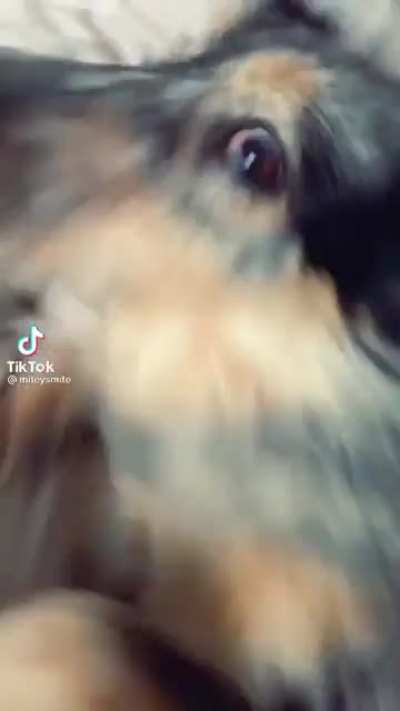 More of saying your dog&rsquo;s favorite word while they sleep