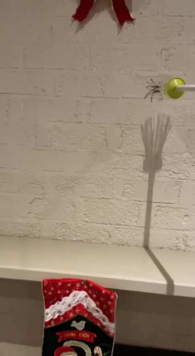 Living in Australia be like&hellip;