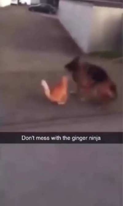 cats are a different breed