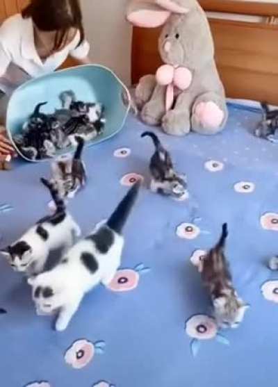 5kg of kittens !
