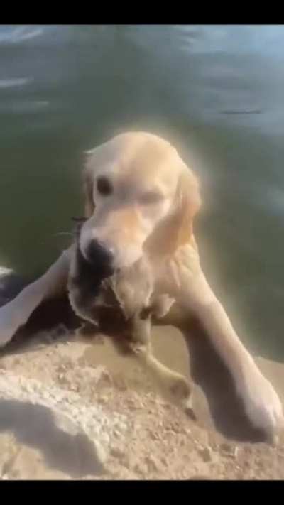 The "drowning" duck was saved.