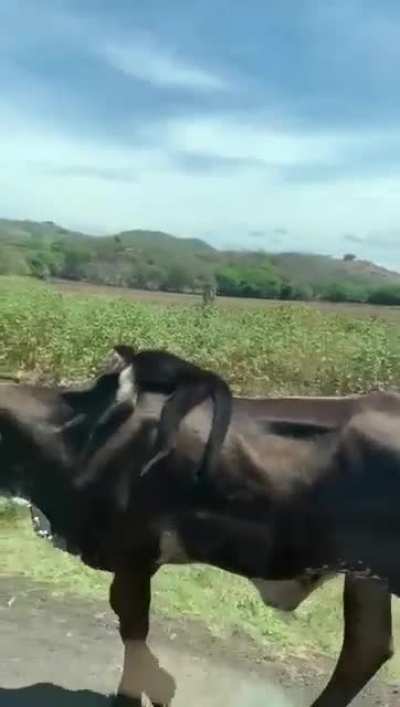 Este cariblanco agarrando un uber 😂👌 Cr&eacute;dito del video: Mauricio N&uacute;&ntilde;ez x Facebook