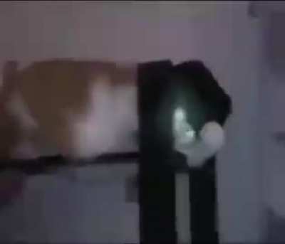 Cat with a hat