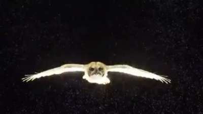 An owl glides through a field of neutrally buoyant soap bubbles, revealing wingtip and tail vortices.