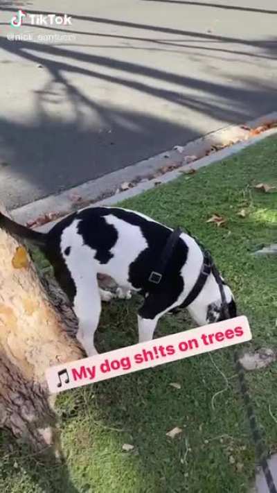 He&rsquo;s a good boy but he&rsquo;s just a little bit odd