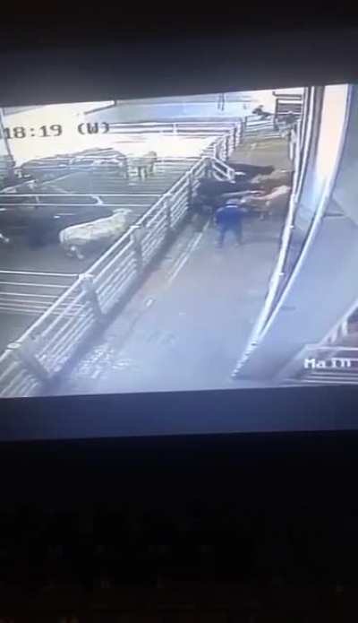 Bull kick (NSFW)