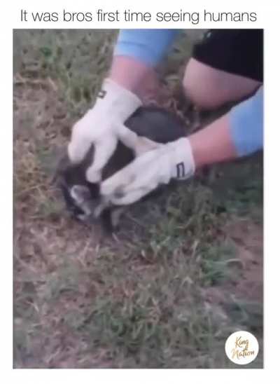 Racoon sees humans for the first time