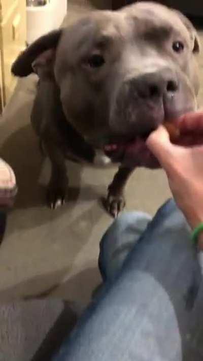 Kovu saying &ldquo;I Want&rdquo; for a treat 😛